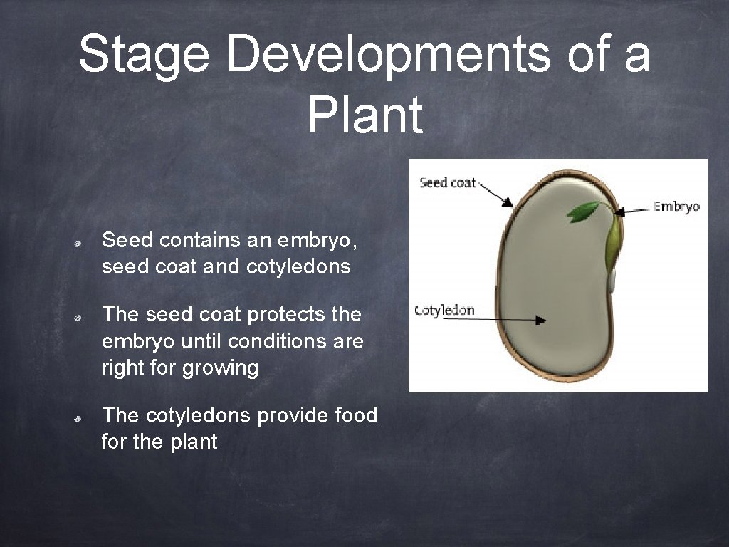 Stage Developments of a Plant Seed contains an embryo, seed coat and cotyledons The