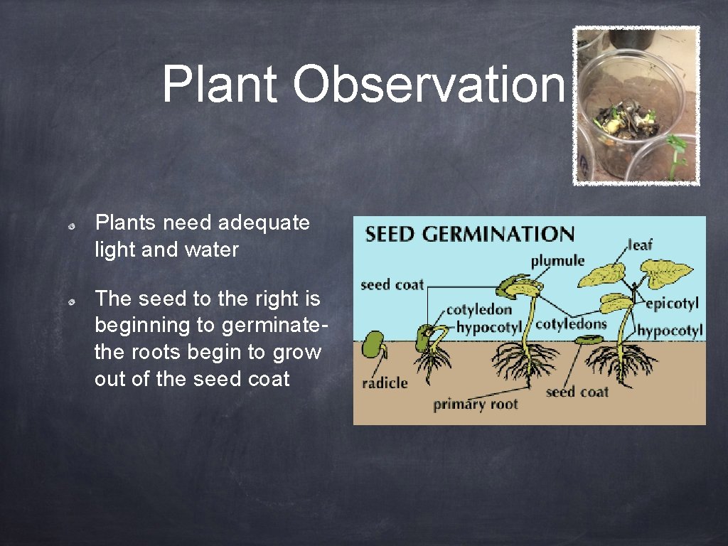 Plant Observation Plants need adequate light and water The seed to the right is