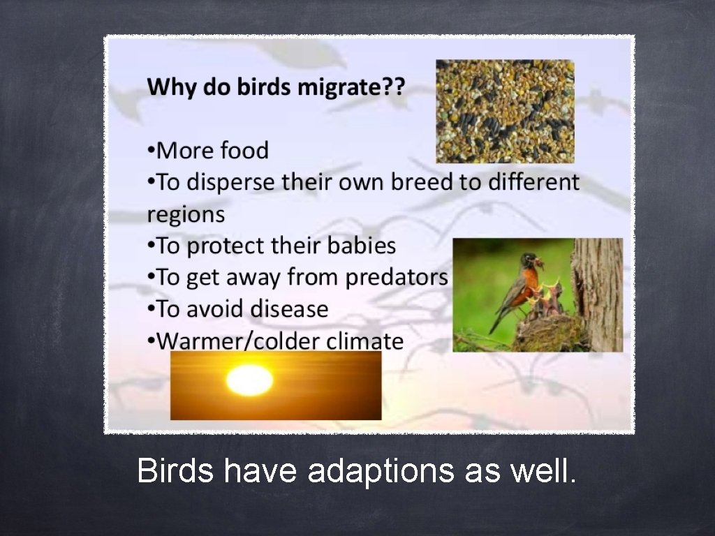 Birds have adaptions as well. 