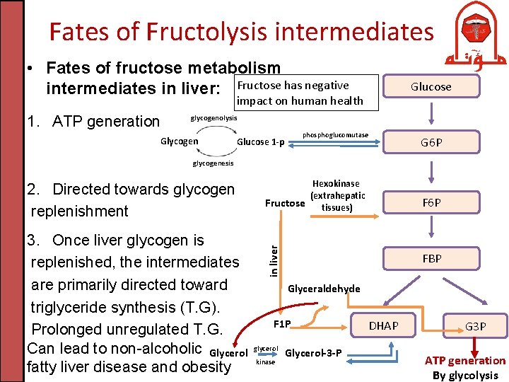 Fates of Fructolysis intermediates • Fates of fructose metabolism intermediates in liver: Fructose has