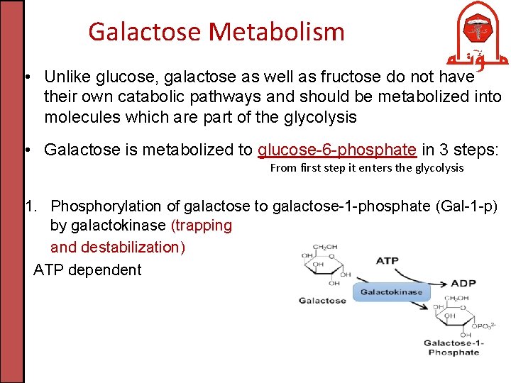 Galactose Metabolism • Unlike glucose, galactose as well as fructose do not have their