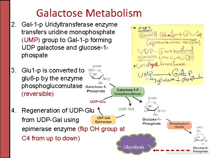 Galactose Metabolism 2. Gal-1 -p Uridyltransferase enzyme transfers uridine monophosphate (UMP) group to Gal-1