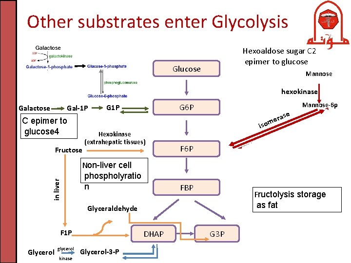 Other substrates enter Glycolysis Hexoaldose sugar C 2 epimer to glucose Glucose Mannose hexokinase