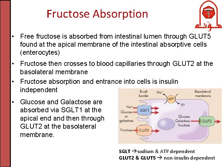 Fructose Absorption • Free fructose is absorbed from intestinal lumen through GLUT 5 found