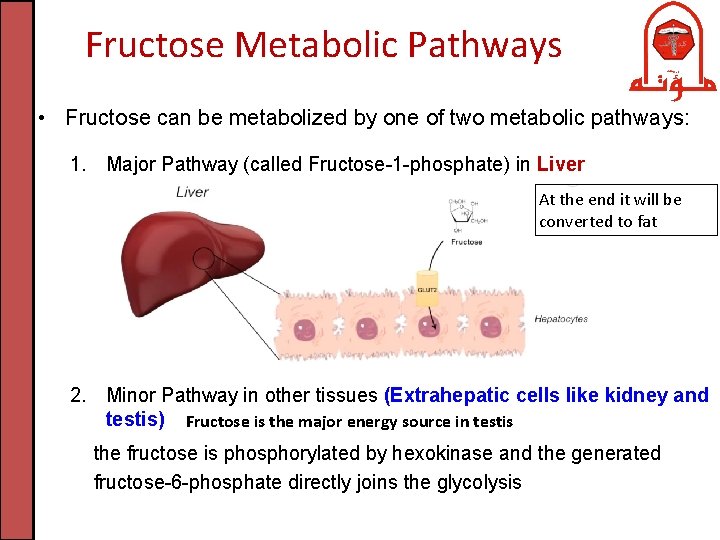 Fructose Metabolic Pathways • Fructose can be metabolized by one of two metabolic pathways: