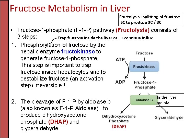 Fructose Metabolism in Liver Fructolysis : splitting of fructose 6 C to produce 3