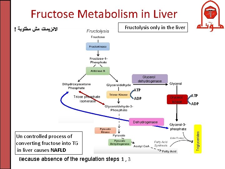 Fructose Metabolism in Liver Fructolysis only in the liver ! ﺍﻻﻧﺰﻳﻤﺎﺕ ﻣﺶ ﻣﻄﻠﻮﺑﺔ Glycerol