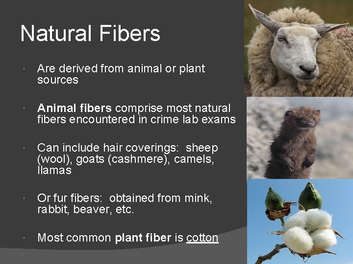 Natural Fibers Are derived from animal or plant sources Animal fibers comprise most natural