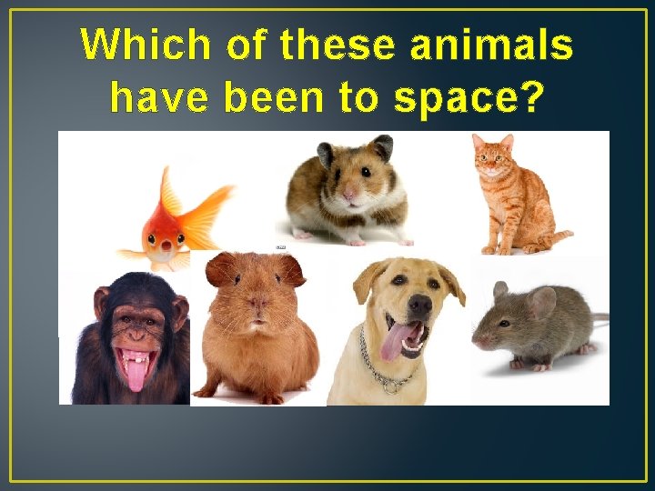 Which of these animals have been to space? 