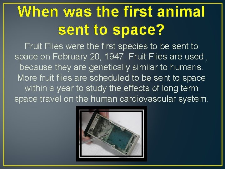 When was the first animal sent to space? Fruit Flies were the first species
