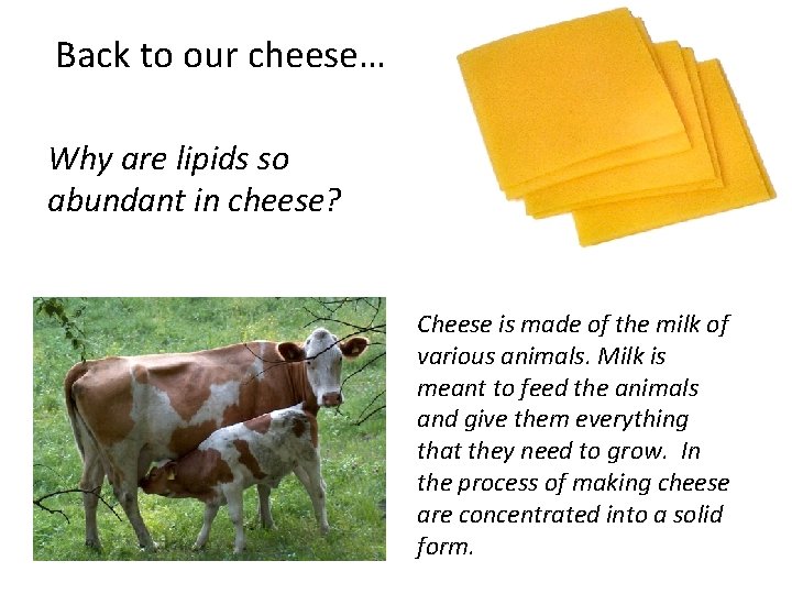Back to our cheese… Why are lipids so abundant in cheese? Cheese is made
