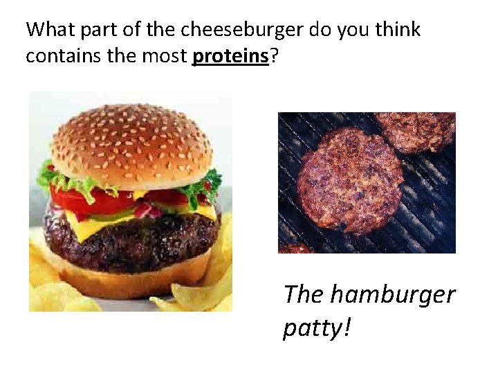 What part of the cheeseburger do you think contains the most proteins? The hamburger