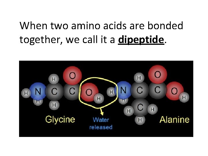 When two amino acids are bonded together, we call it a dipeptide. 