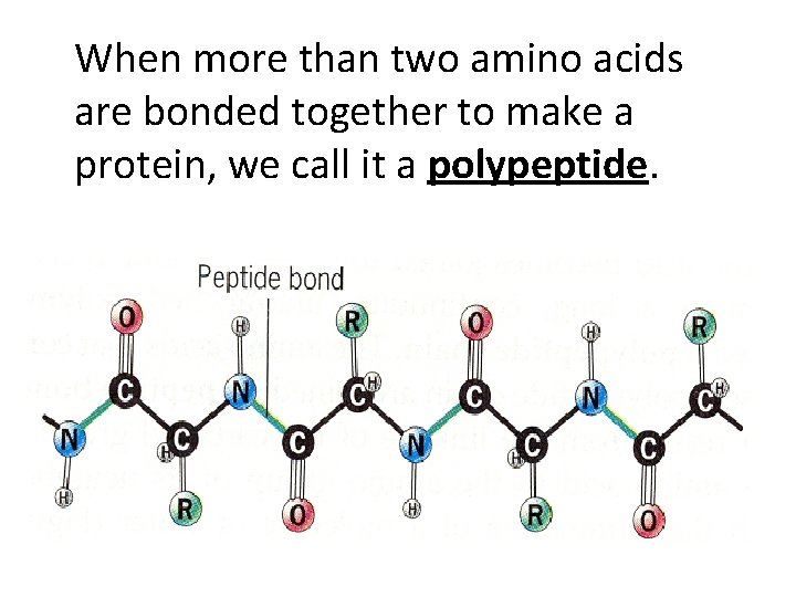 When more than two amino acids are bonded together to make a protein, we