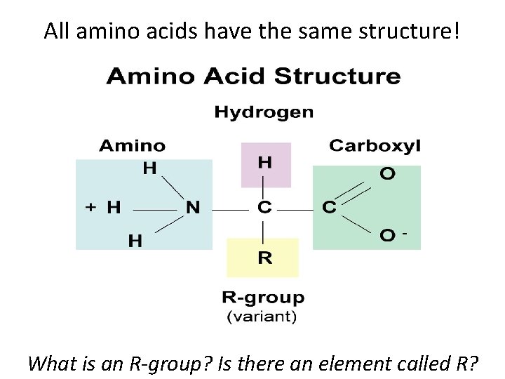 All amino acids have the same structure! What is an R-group? Is there an