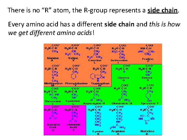 There is no “R” atom, the R-group represents a side chain. Every amino acid