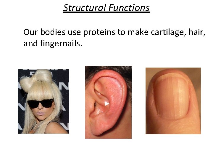 Structural Functions Our bodies use proteins to make cartilage, hair, and fingernails. 