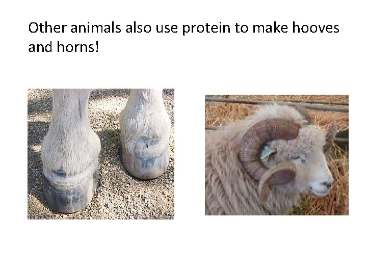 Other animals also use protein to make hooves and horns! 