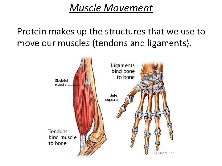 Muscle Movement Protein makes up the structures that we use to move our muscles