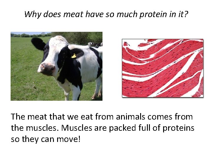 Why does meat have so much protein in it? The meat that we eat