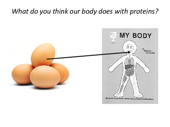 What do you think our body does with proteins? 