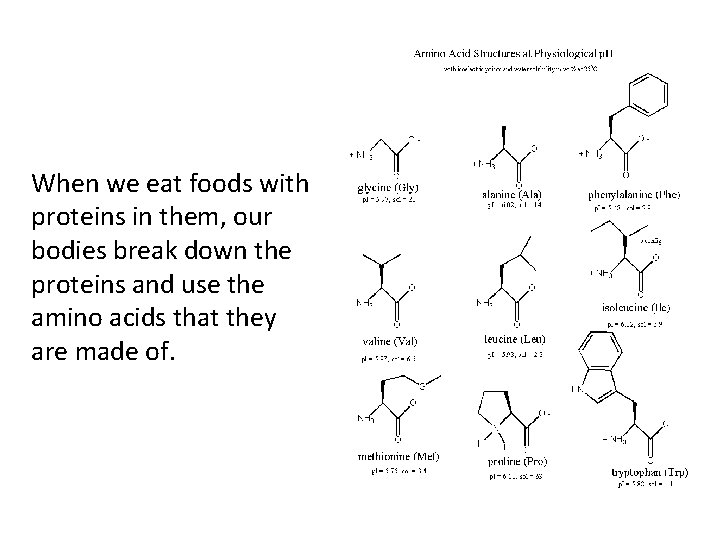 When we eat foods with proteins in them, our bodies break down the proteins