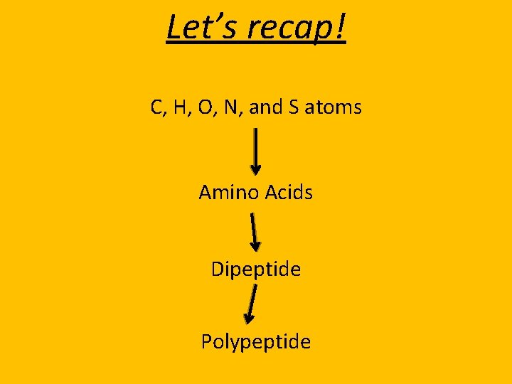 Let’s recap! C, H, O, N, and S atoms Amino Acids Dipeptide Polypeptide 