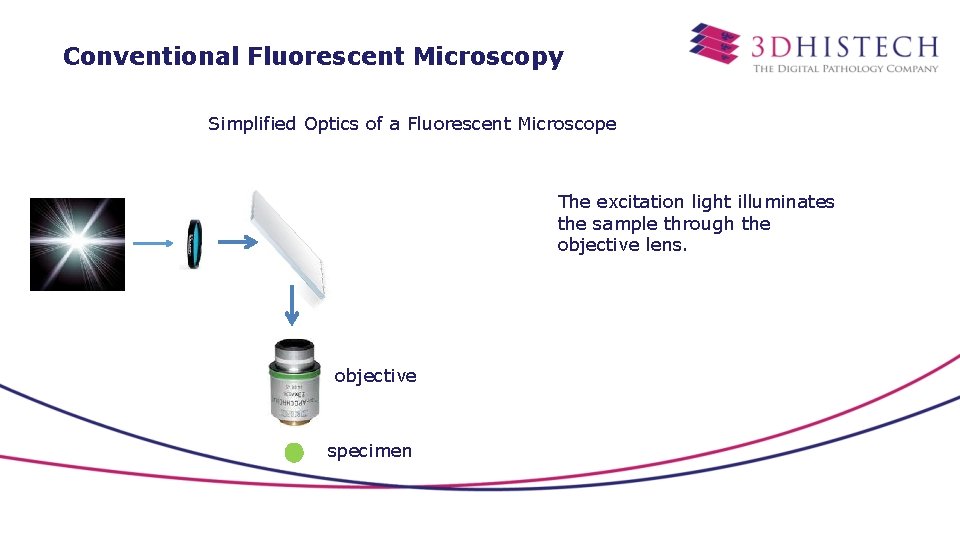 Conventional Fluorescent Microscopy Simplified Optics of a Fluorescent Microscope The excitation light illuminates the