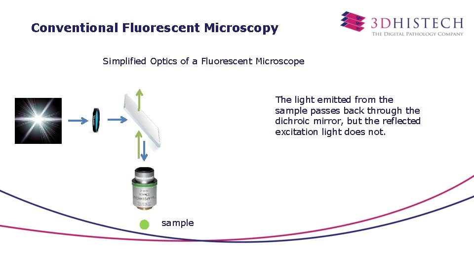 Conventional Fluorescent Microscopy Simplified Optics of a Fluorescent Microscope The light emitted from the