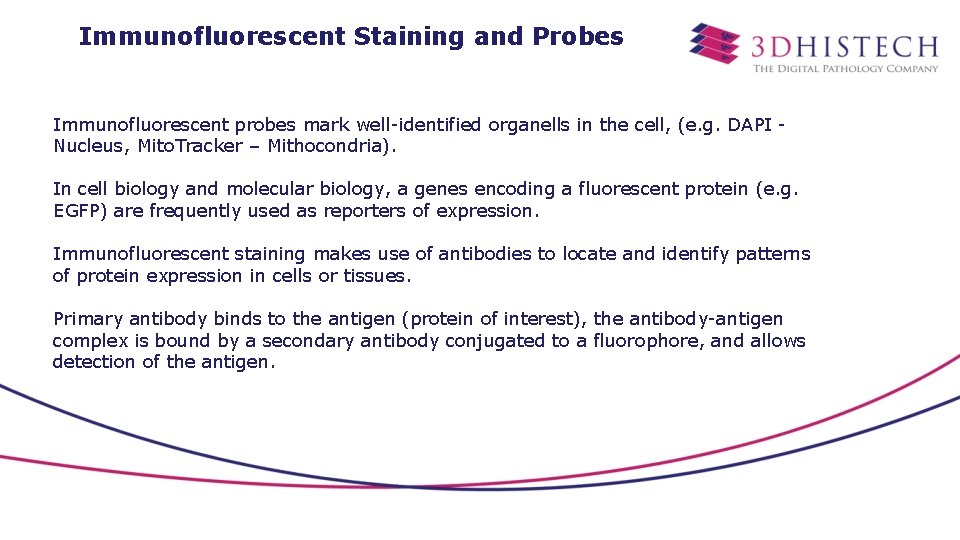 Immunofluorescent Staining and Probes Immunofluorescent probes mark well-identified organells in the cell, (e. g.