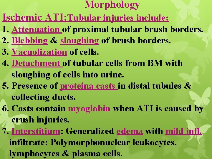 Morphology Ischemic ATI: Tubular injuries include: 1. Attenuation of proximal tubular brush borders. 2.