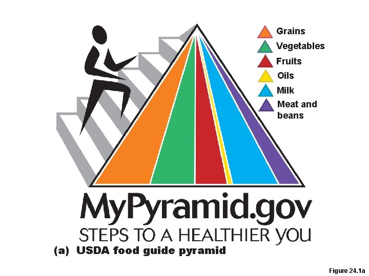 Grains Vegetables Fruits Oils Milk Meat and beans (a) USDA food guide pyramid Figure