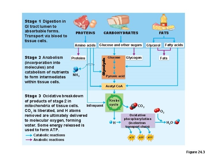 Stage 1 Digestion in GI tract lumen to absorbable forms. Transport via blood to