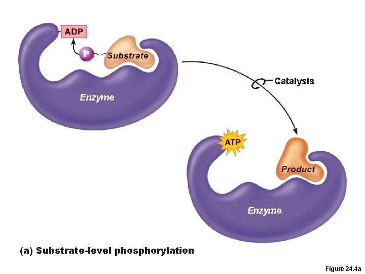 Catalysis Enzyme (a) Substrate-level phosphorylation Figure 24. 4 a 