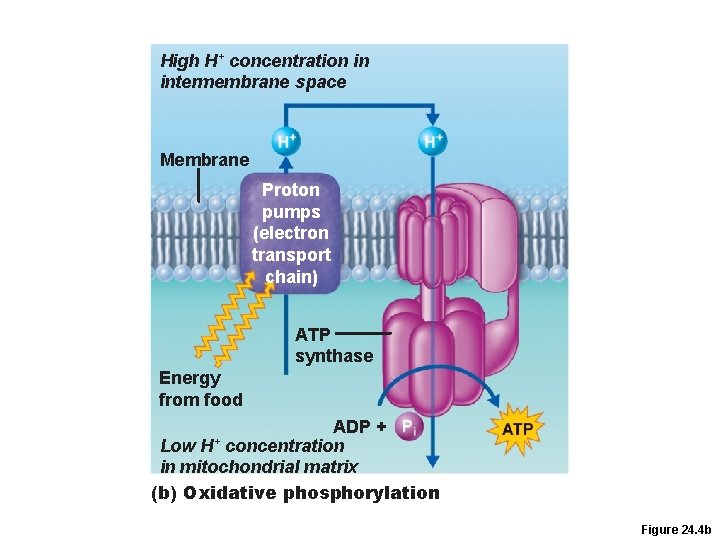 High H+ concentration in intermembrane space Membrane Proton pumps (electron transport chain) ATP synthase