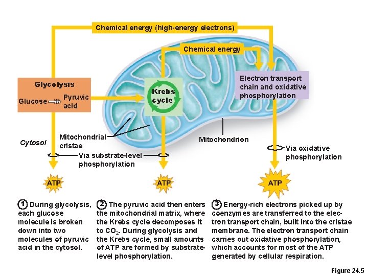 Chemical energy (high-energy electrons) Chemical energy Glycolysis Glucose Cytosol Krebs cycle Pyruvic acid Mitochondrial