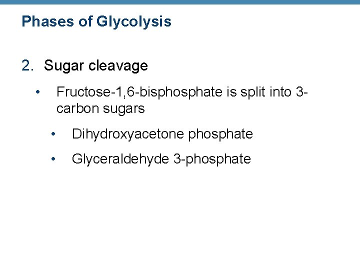 Phases of Glycolysis 2. Sugar cleavage • Fructose-1, 6 -bisphosphate is split into 3