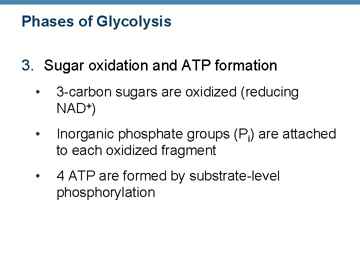 Phases of Glycolysis 3. Sugar oxidation and ATP formation • 3 -carbon sugars are