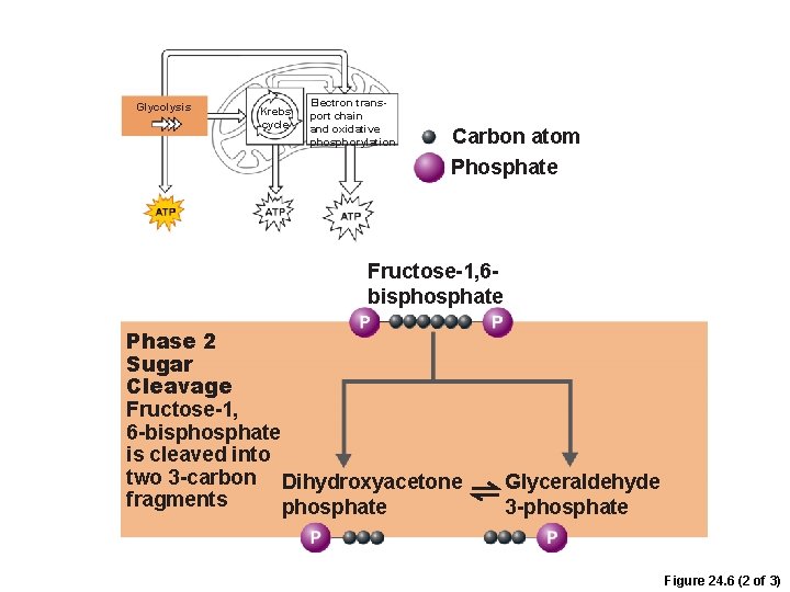Glycolysis Krebs cycle Electron transport chain and oxidative phosphorylation Carbon atom Phosphate Fructose-1, 6