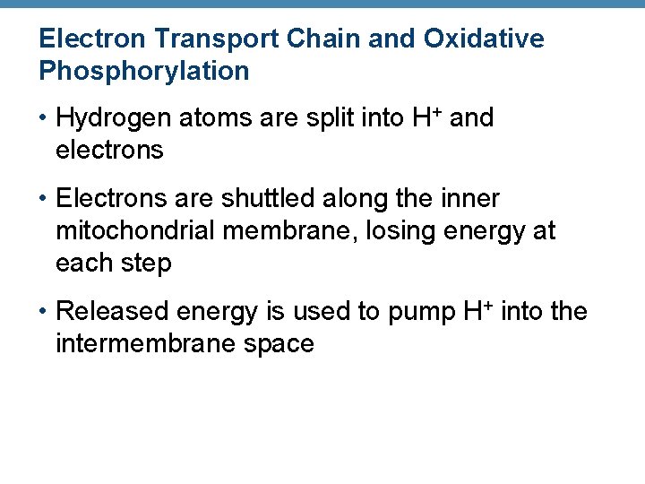 Electron Transport Chain and Oxidative Phosphorylation • Hydrogen atoms are split into H+ and