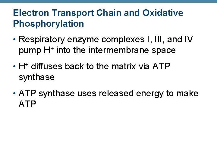 Electron Transport Chain and Oxidative Phosphorylation • Respiratory enzyme complexes I, III, and IV
