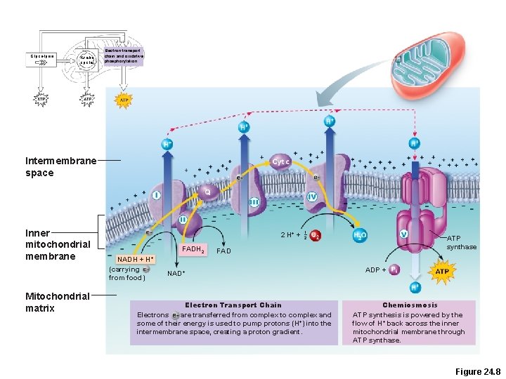 Glycolysis Krebs cycle Electron transport chain and oxidative phosphorylation Intermembrane space Inner mitochondrial membrane