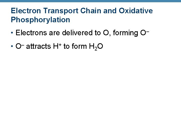 Electron Transport Chain and Oxidative Phosphorylation • Electrons are delivered to O, forming O–