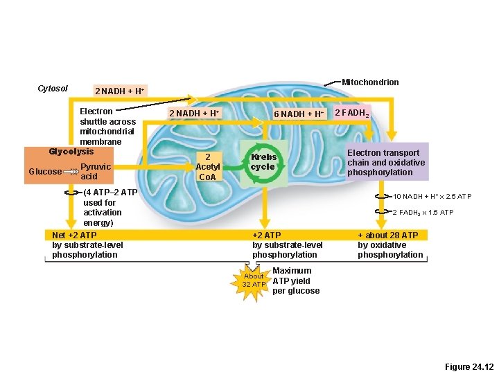 Cytosol Electron shuttle across mitochondrial membrane Glycolysis Glucose Mitochondrion 2 NADH + H+ Pyruvic