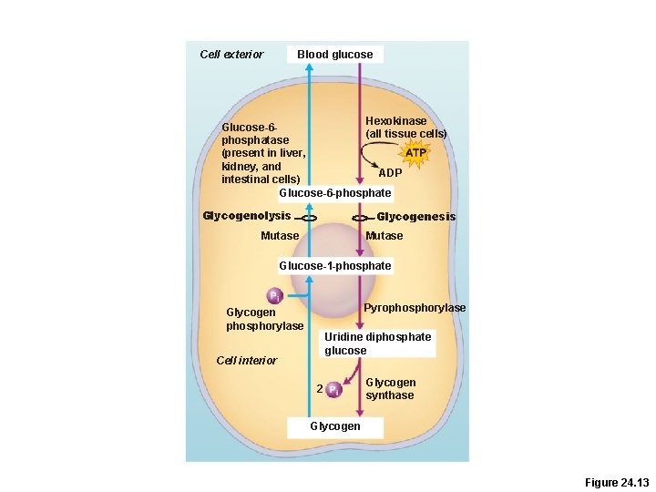 Blood glucose Cell exterior Hexokinase Glucose-6(all tissue cells) phosphatase (present in liver, kidney, and