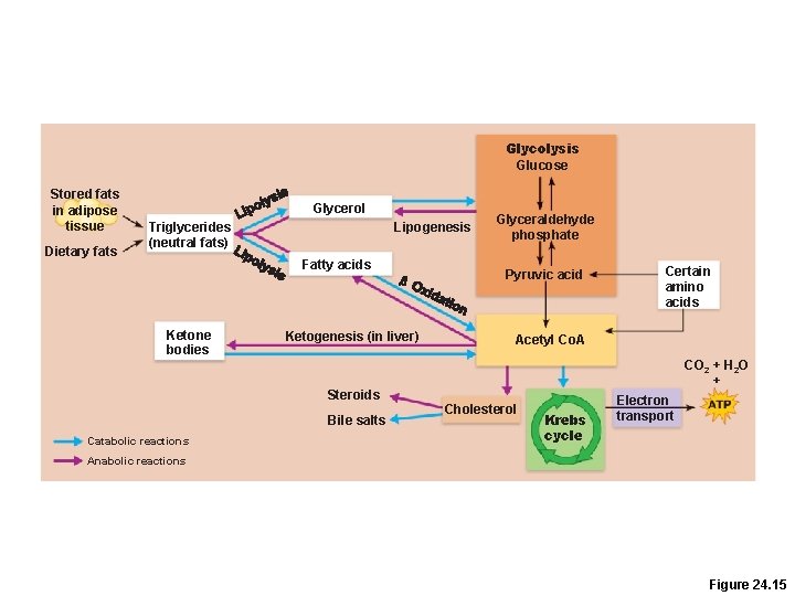 Glycolysis Glucose Stored fats in adipose tissue Dietary fats Glycerol Triglycerides (neutral fats) Lipogenesis