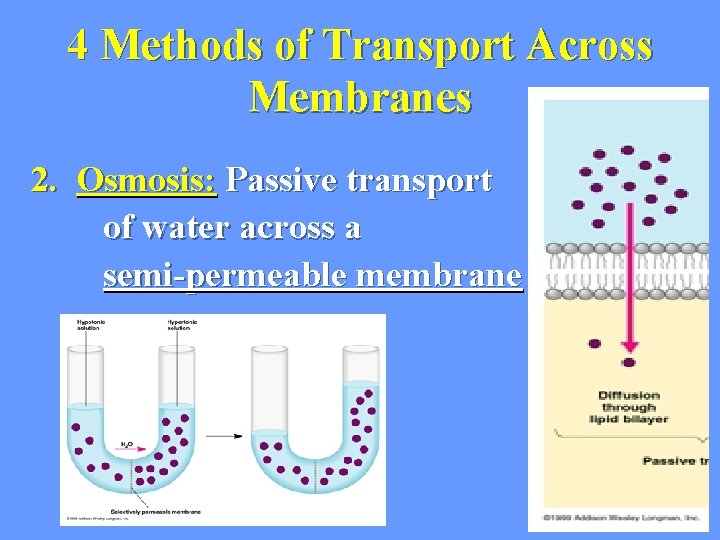 4 Methods of Transport Across Membranes 2. Osmosis: Passive transport of water across a