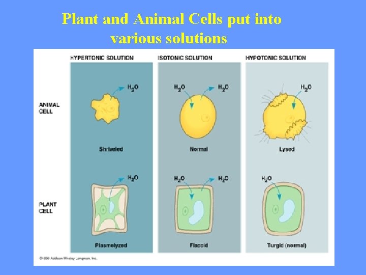 Plant and Animal Cells put into various solutions 