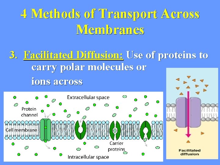 4 Methods of Transport Across Membranes 3. Facilitated Diffusion: Use of proteins to carry