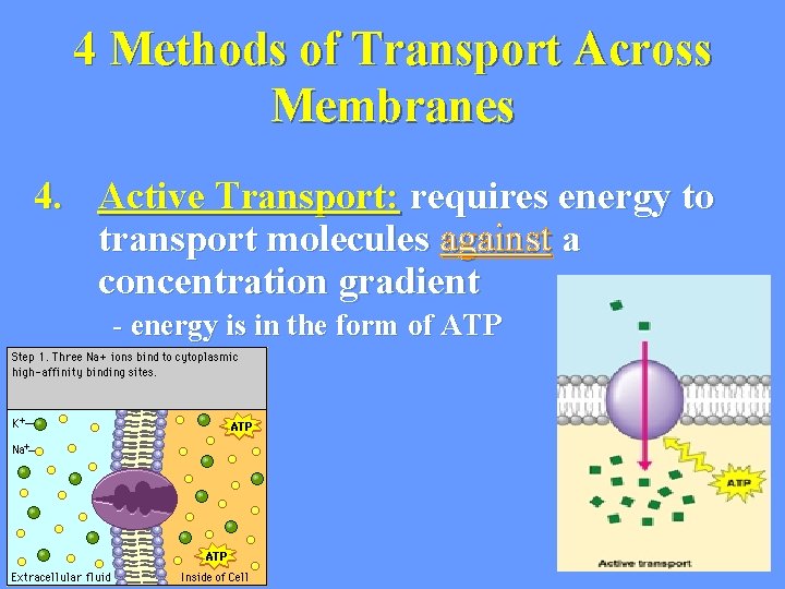 4 Methods of Transport Across Membranes 4. Active Transport: requires energy to transport molecules